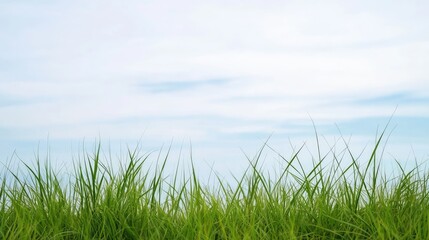 Fototapeta premium A serene landscape featuring lush green grass under a clear blue sky, evoking feelings of tranquility and nature's beauty.