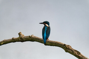Common kingfisher (Alcedo atthis), also known as the Eurasian kingfisher and river kingfisher sitting on a tree branch