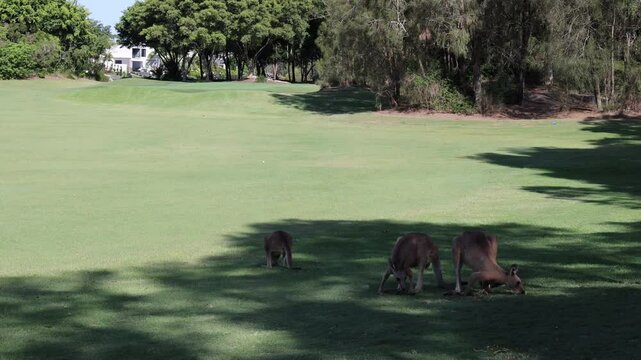 Kangaroos Grazing on a Sunny Field