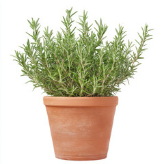 Vibrant Rosemary Herb Plant in Terracotta Pot on White Background Fresh Aromatic Greenery
