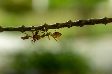 Red ant in the nature