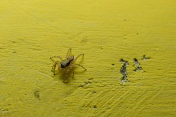 spider jump on the wall