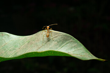 Red ant in the nature