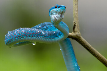 Blue Viper snake in close up and detailed, part 17