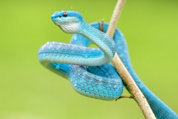 Blue Viper snake in close up and detailed, part 13