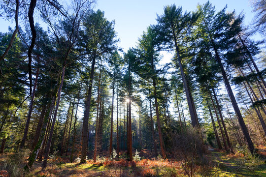 The Boulin rock forest path to  in Fontainebleau forest