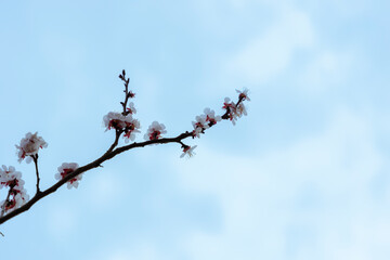  A beautiful spring branch of a blossoming tree covered with soft pink flowers. symbolizing growth, hope, and the arrival of spring.