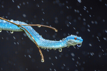Blue Viper snake in close up and detailed, part 2