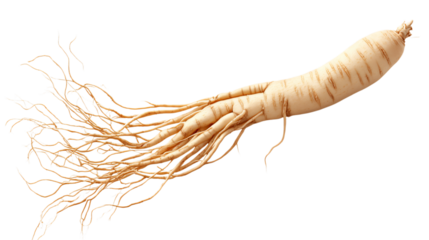 ginseng root isolated on transparent background