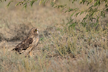 Short-eared owl