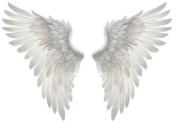 Fototapeta premium Pair of large white feathered angel wings, isolated on white background