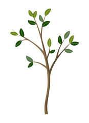 Fototapeta premium Life cycle of lemon tree. Vector young tree side view isolated on white background for landscape and architecture drawing, elements for environment and garden