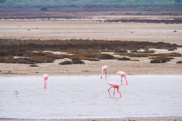 Group of Flamingoes feeding in the shallow water at Rocherpan Nature Reserve
