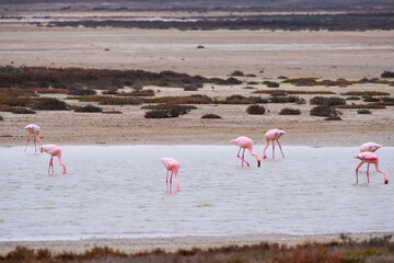 Group of Flamingoes feeding in the shallow water at Rocherpan Nature Reserve.