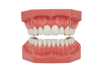 Artificial dental model showing upper and lower teeth in pink gums isolated on white background