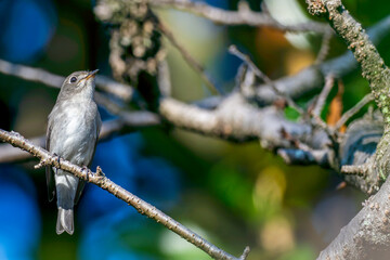 枝にとまるコサメビタキ