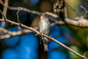枝にとまるコサメビタキ