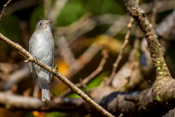 枝にとまるコサメビタキ
