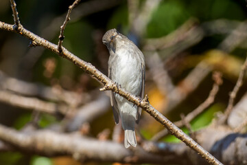 Obraz premium 枝にとまるコサメビタキ