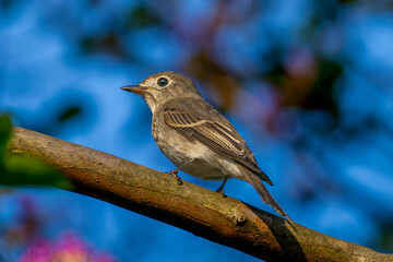 枝にとまるコサメビタキ