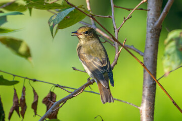 枝にとまるコサメビタキ
