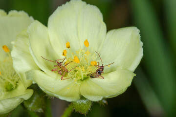 Setocoris bugs living in symbiosis on a yellow sundew flower of Drosera subhirtella, natural habitat, Western Australia