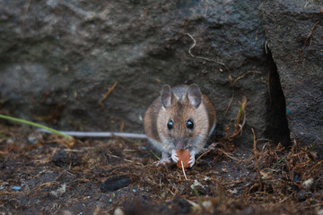 garden mouse stealing a peanut