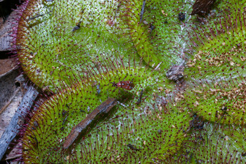 Red-winged symbiotic Setocoris bug on a sundew leaf (Drosera collina), Western Australia