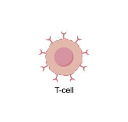 T Cell, T cell icon, helper and cytotoxic T cell, CD Antigen Types., CD4 And CD8. T cell isolated on white background. Immune system. Vector Illustration.