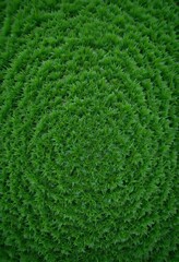 Green moss texture close up shot