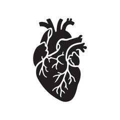 anatomical heart vector clip art flat design.