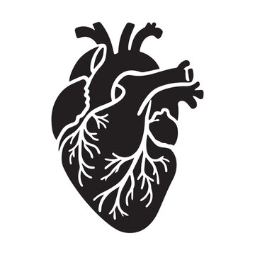 black heart anatomy graphic clip art preview
