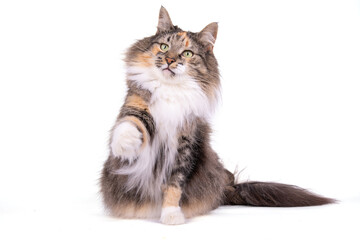 Hih Five Norwegian forest cat, holding her paw up, isolated on white.