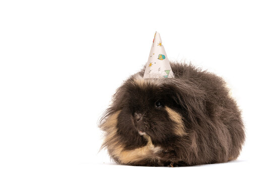 Cute guinea pig wearing a birthday hat isolated on white background, funny festive pet portrait celebrating party and celebration theme