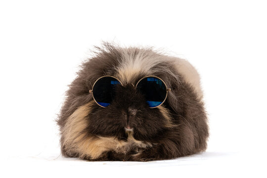 Funny guinea pig wearing sunglasses isolated on white background, cute stylish cavy pet portrait with summer vibe