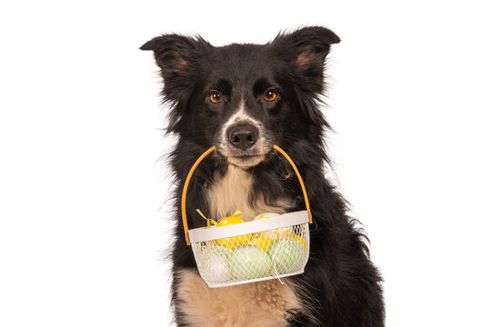 Border Collie carrying an Easter basket in its mouth, isolated on white background, cute festive dog portrait celebrating Easter holiday