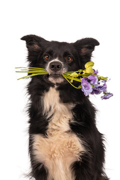Border Collie holding a bouquet of flowers in its mouth, isolated on white background, charming and playful dog portrait with spring or romantic theme