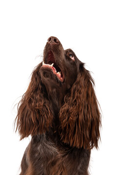 Brown Polish Spaniel, photographed in the studio, isolated on white. 