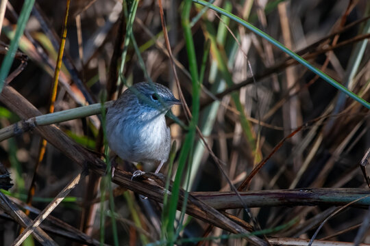swamp grass babbler or swamp prinia or Laticilla cinerascens, at Maguri Beel in Assam, India