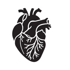 anatomical heart vector clip art flat design.