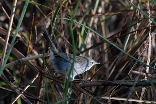 swamp grass babbler or swamp prinia or Laticilla cinerascens, at Maguri Beel in Assam, India