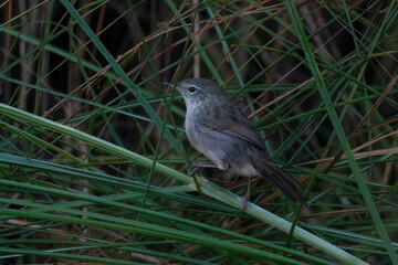 swamp grass babbler or swamp prinia or Laticilla cinerascens, at Maguri Beel in Assam, India