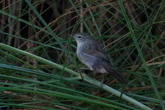 swamp grass babbler or swamp prinia or Laticilla cinerascens, at Maguri Beel in Assam, India