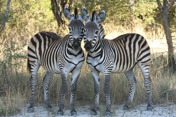 A stunning close-up photograph of a zebra with its distinctive black-and-white striped coat.. Beautiful simple AI generated image