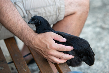 Poule noire de race Ayam Cemani, posée sur un banc à côté d'un homme assis en short. L'homme...