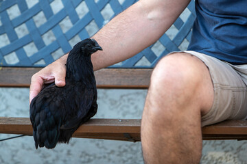 Poule noire de race Ayam Cemani, posée sur un banc à côté d'un homme assis en short. L'homme...