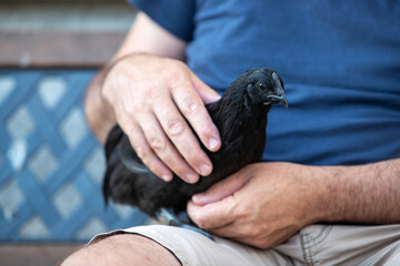 Poule noire de race Ayam Cemani, posée sur la cuisse d'un homme assis avec un t-shirt bleu....