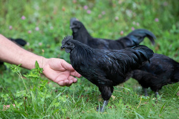 Poules et coq de race Ayam Cemani de couleur noire, se promenant dans l'herbe en liberté, une main cherche à les attirer. Ils possèdent un plumage sombre, son bec, et sa chair sont noirs. © AGDER