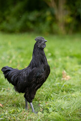 Jeune coq de race Ayam Cemani de couleur noire, se promenant dans l'herbe en liberté. Il possède un plumage sombre, son bec, ses barbillons et sa chair sont totalement noirs.