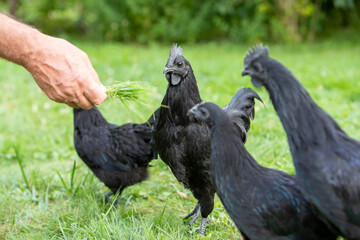 Poules et coq de race Ayam Cemani de couleur noire, se promenant dans l'herbe en liberté, une main cherche à les attirer. Ils possèdent un plumage sombre, son bec, et sa chair sont noirs.
